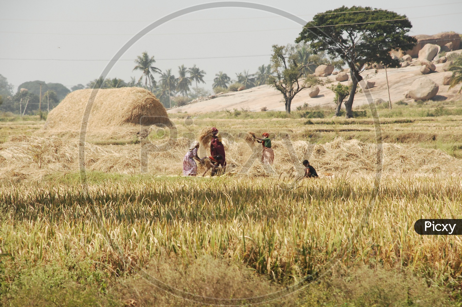 Women  working in paddy Fields
