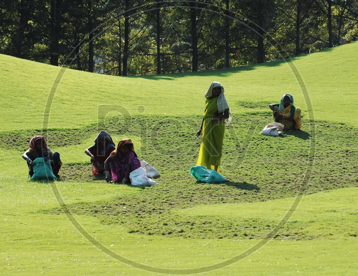 Women  working in grass fields