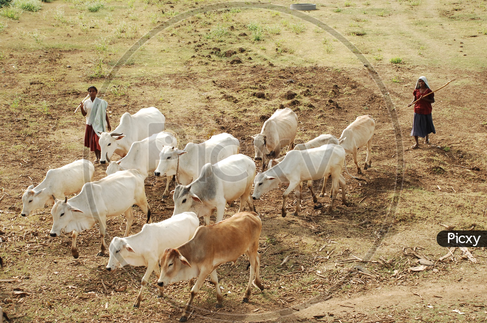 Women herding Oxen