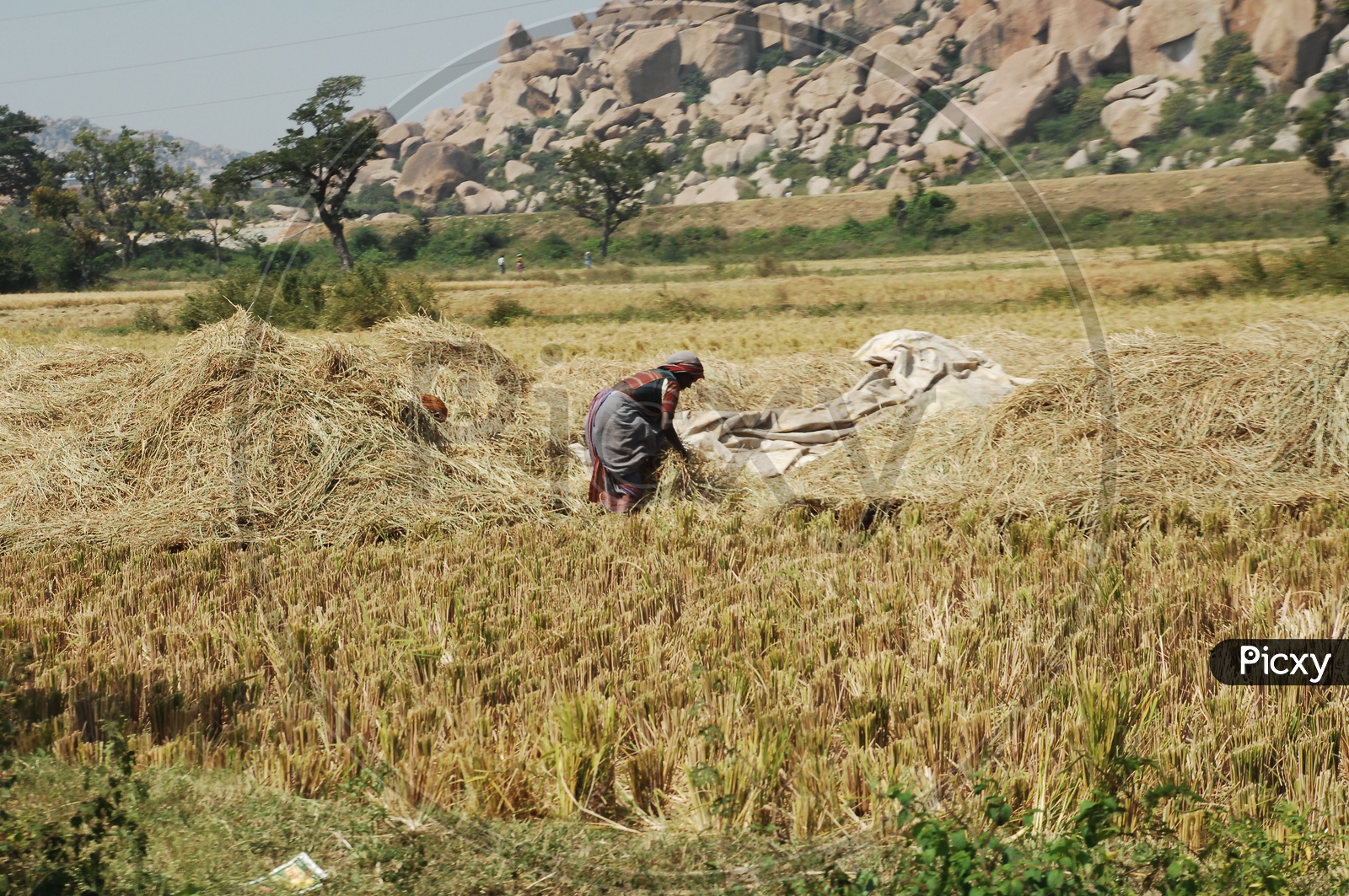 Women  working in paddy Fields
