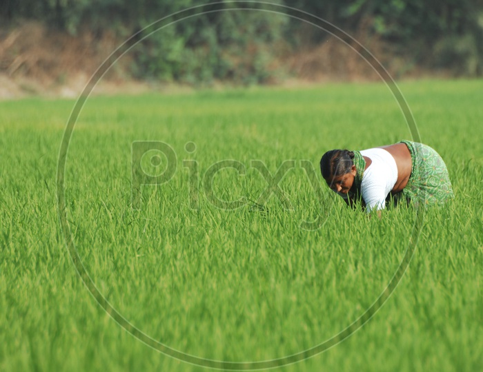 Women  working in paddy fields