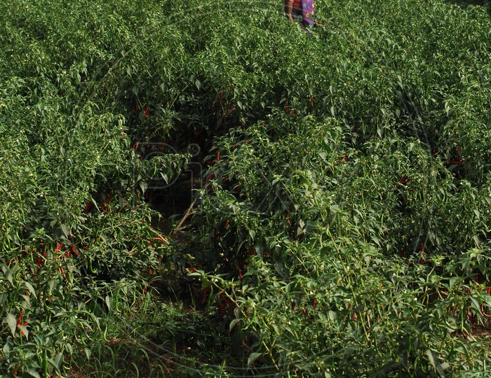 Women working in red chilli fields