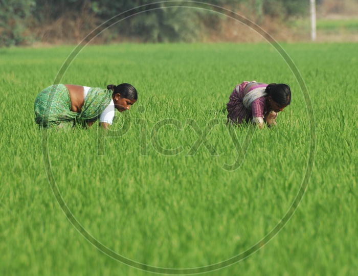 Women  working in Fields