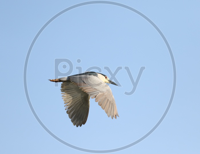 Indian Black Headed Gull Flying in The Sky