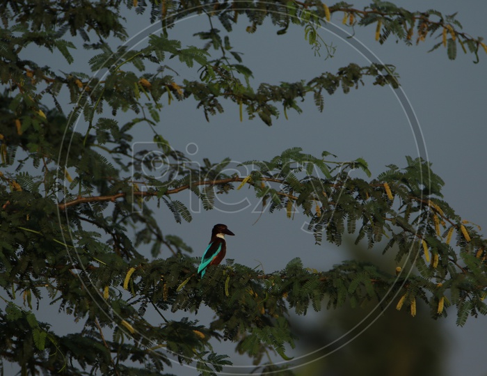 Indian Bird On Trees