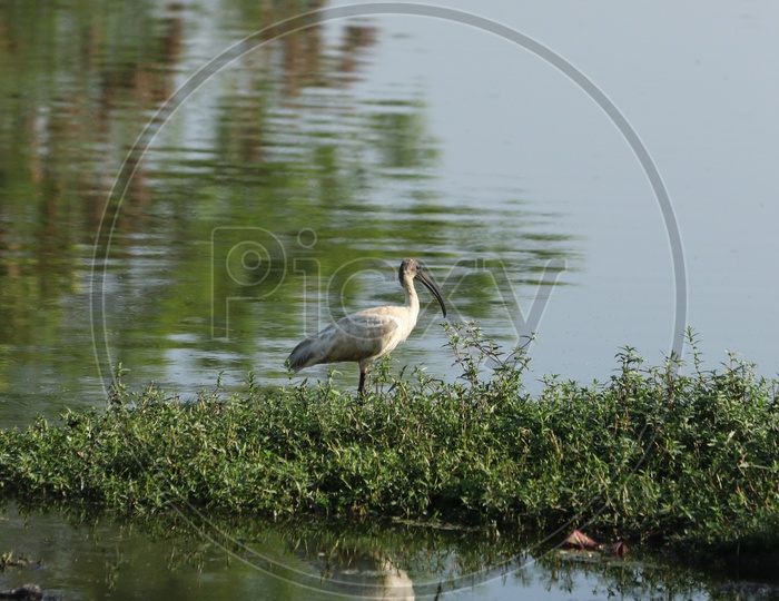 Indian Crane Bird in The Lake