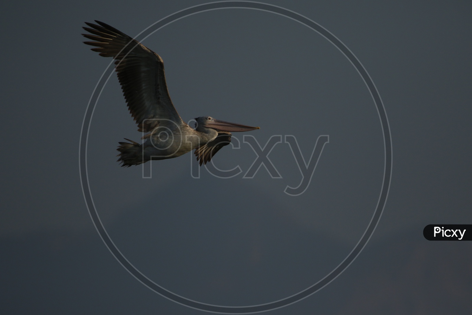 Stork Crane Flying in Sky Closeup Shot