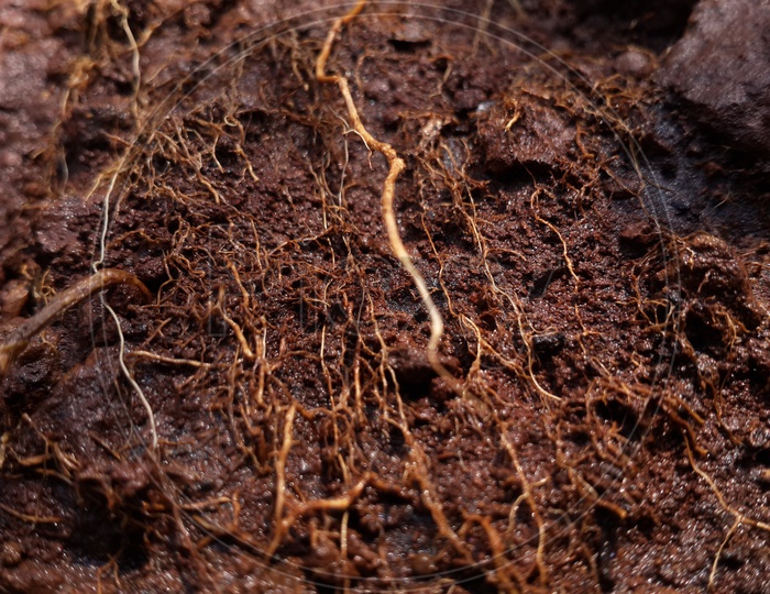A Closeup Shot Of Red Soil And Roots Of  a Plant From Soil