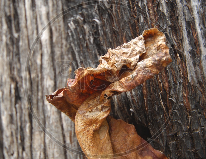 dried leaf closeup shot
