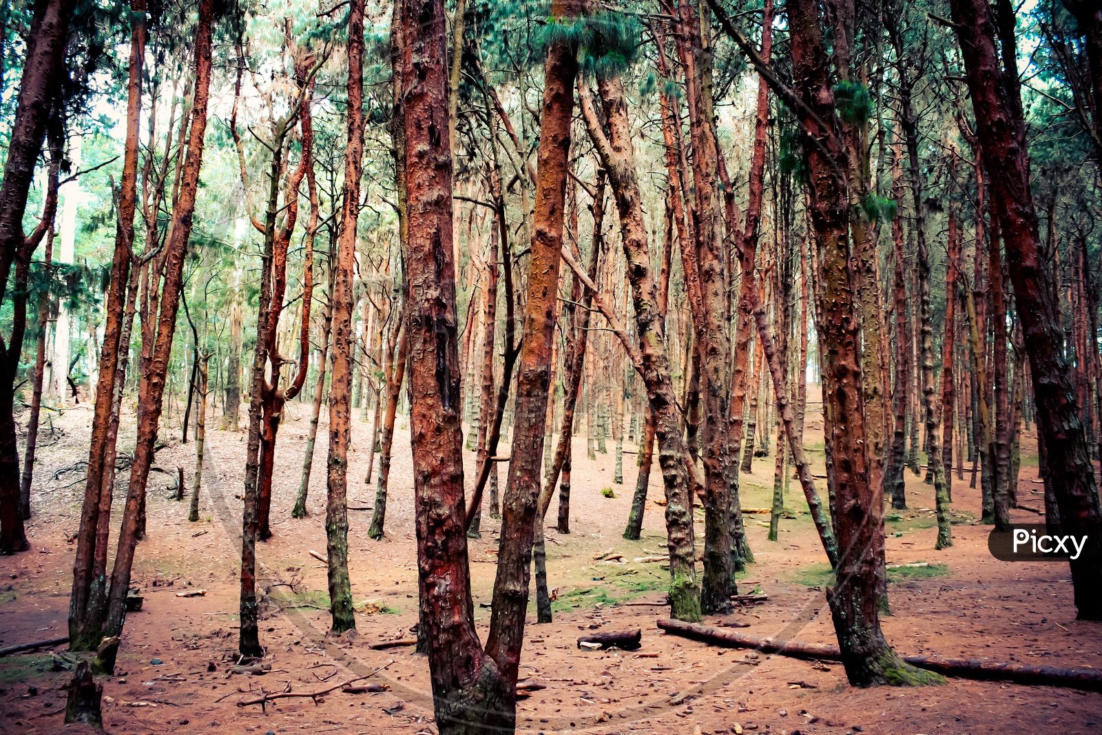 Pine Forest kodaikanal