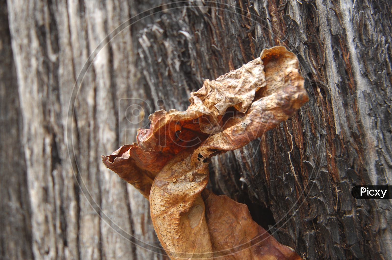 dried leaf closeup shot
