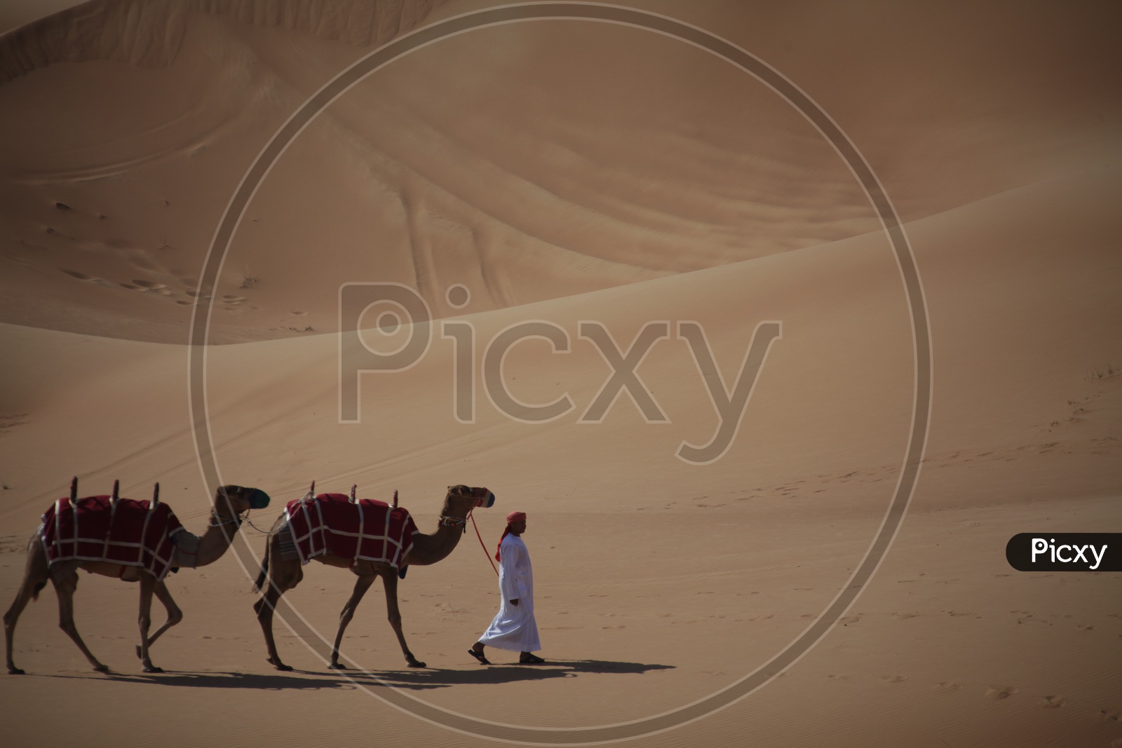 Man  walking with Camels in Dubai Desert