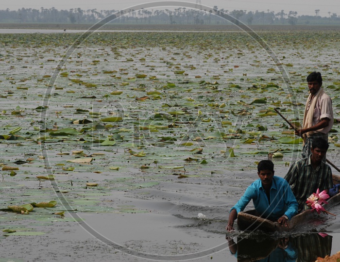 tribal People Collecting Lotus Flowers From a Pond
