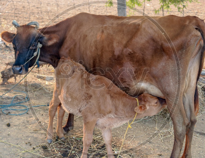 Calf drinking milk from Cow.