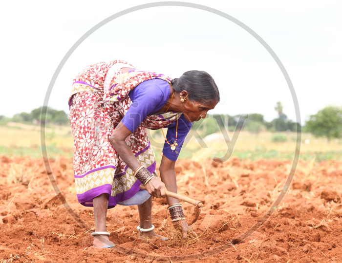 Indian Women Farmer working in Agriculture field