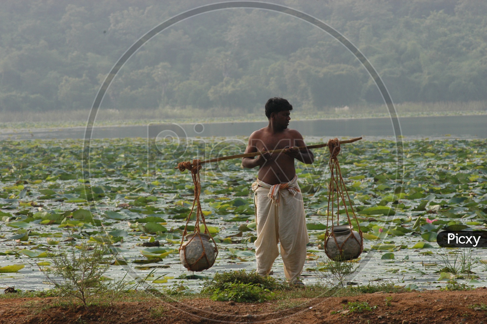 A Tribal Man Collecting Water From Pond and Carrying On Shoulder in a Village