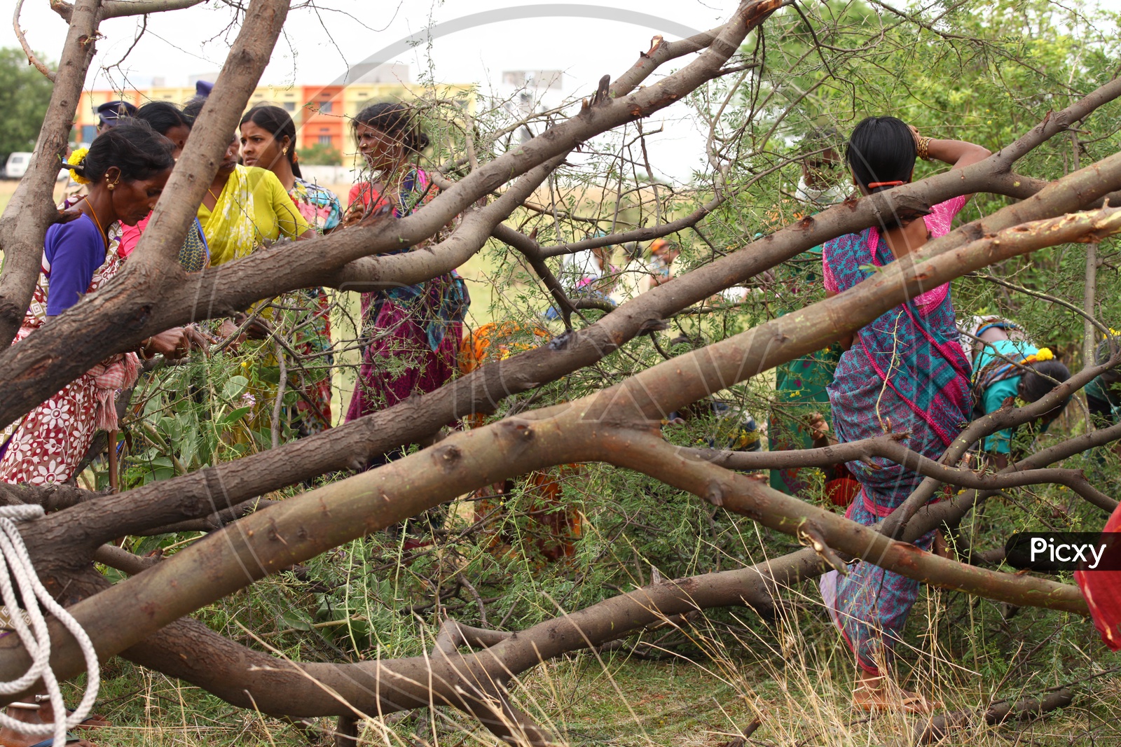 Women cutting the tree