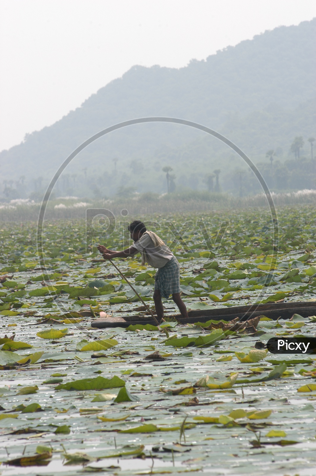 tribal People Collecting Lotus Flowers From a Pond in a Boat