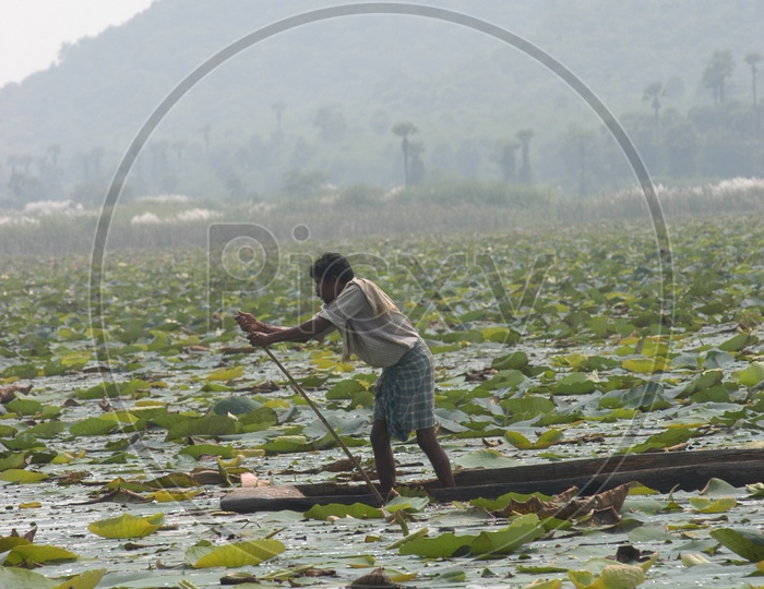 tribal People Collecting Lotus Flowers From a Pond in a Boat