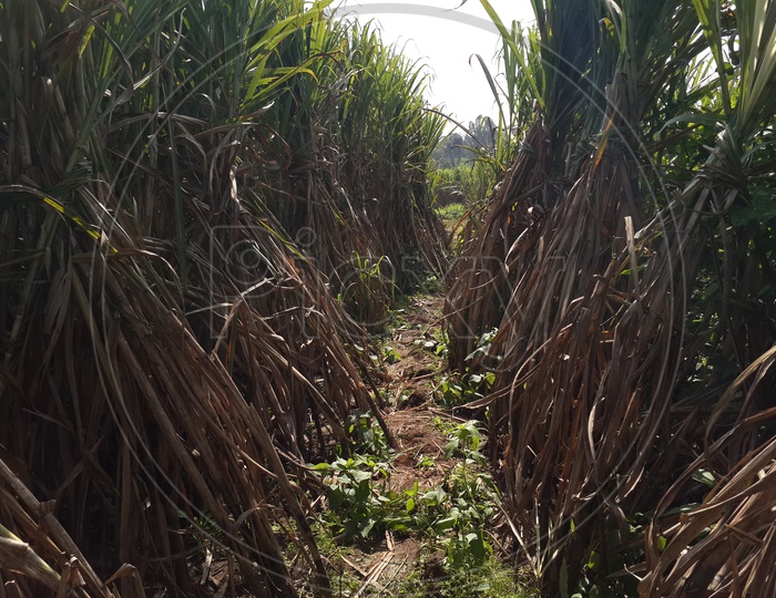 Farmland pathway surrounded with tall sugarcane on blue sky background