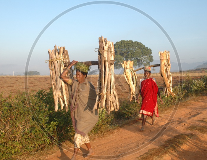 Tribal Woman Carrying Cooking Wood in Araku