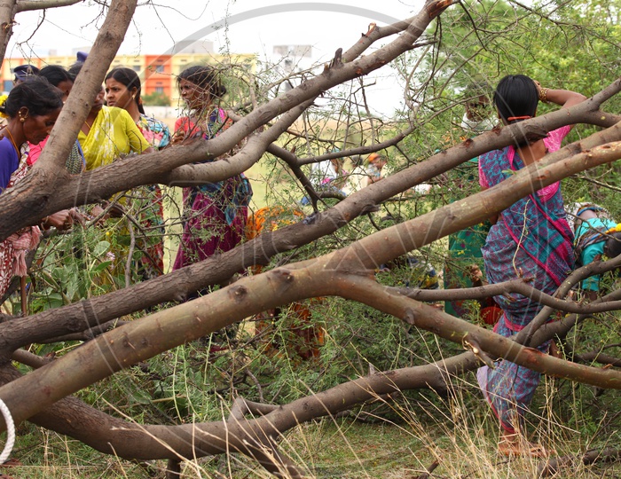 Women cutting the tree