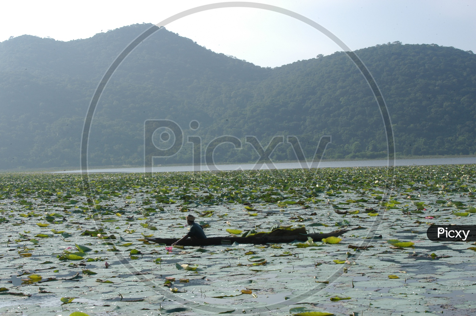 A tribal Man on a Boat in a Lotus lake