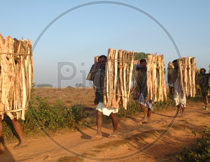 Tribal Man Carrying The Cooking Wood Bundles on Their Shoulder