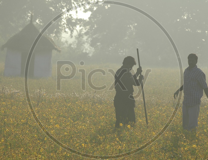 Tribal Man at Agricultural Farms on Early In the Morning