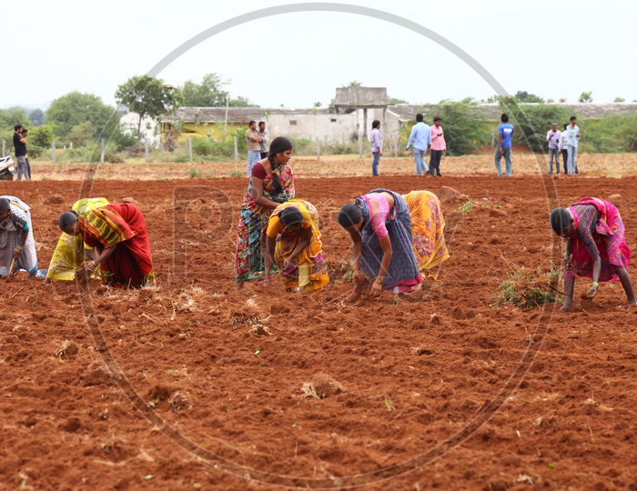 Indian Women Farmers working in Agriculture field