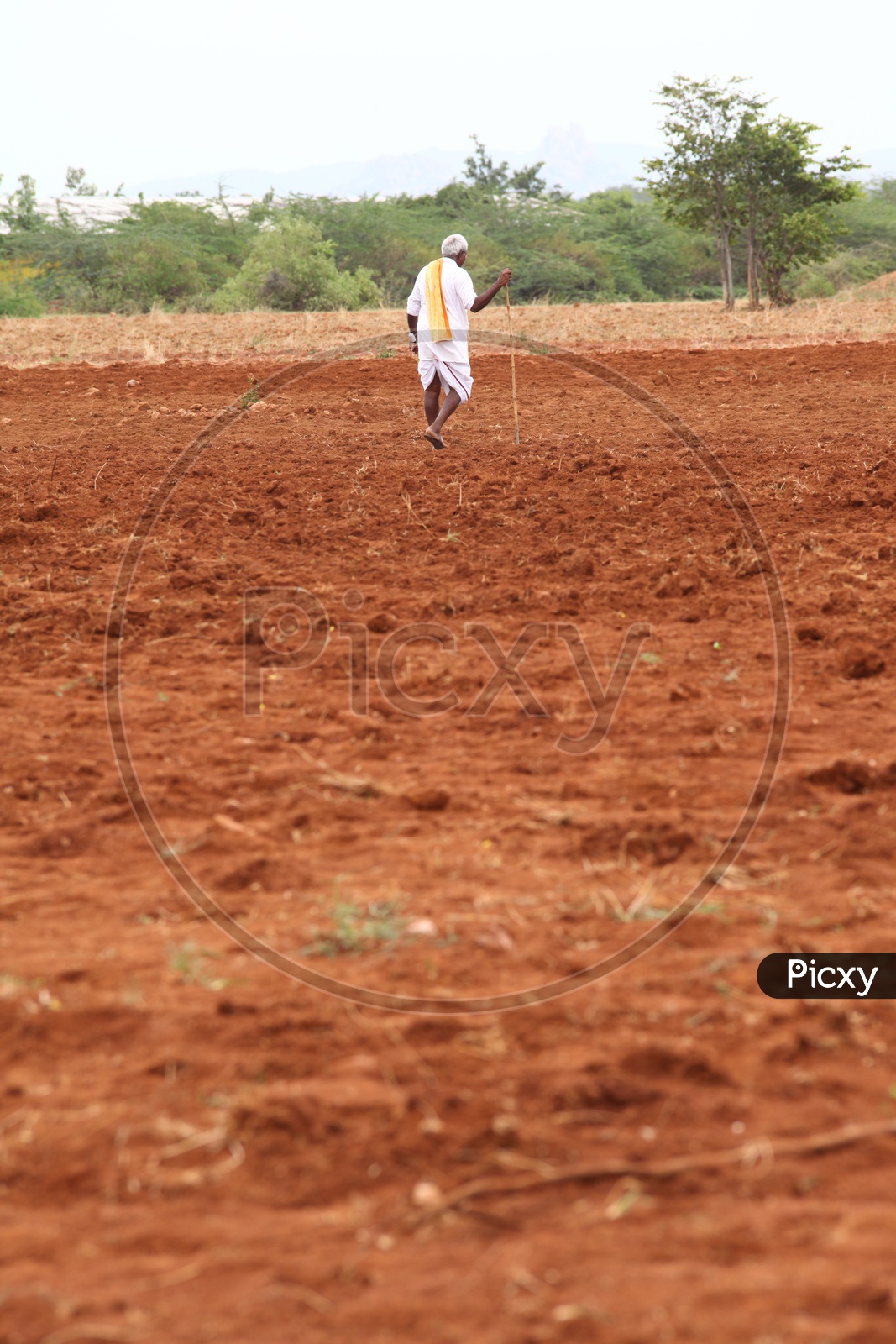 Old man walking in agriculture fields