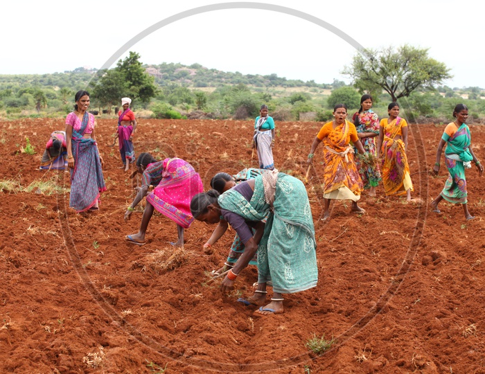Indian Women Farmers working in Agriculture field