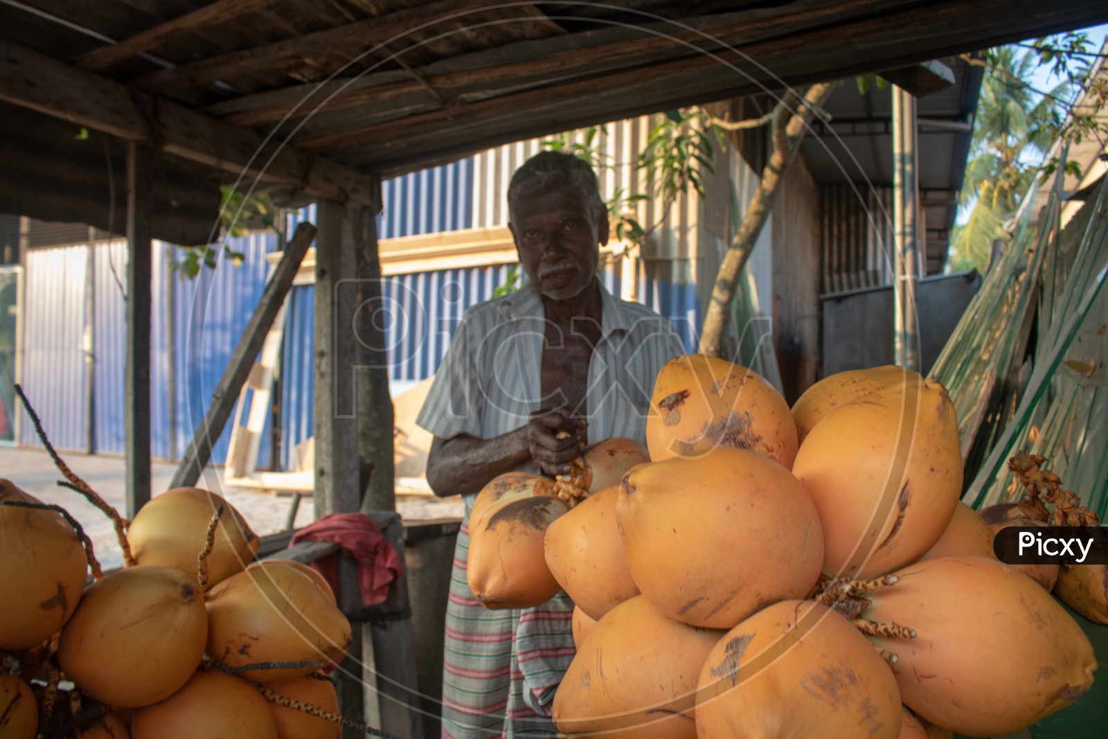 A Coconut Vendor in Colombo , Sri Lanka