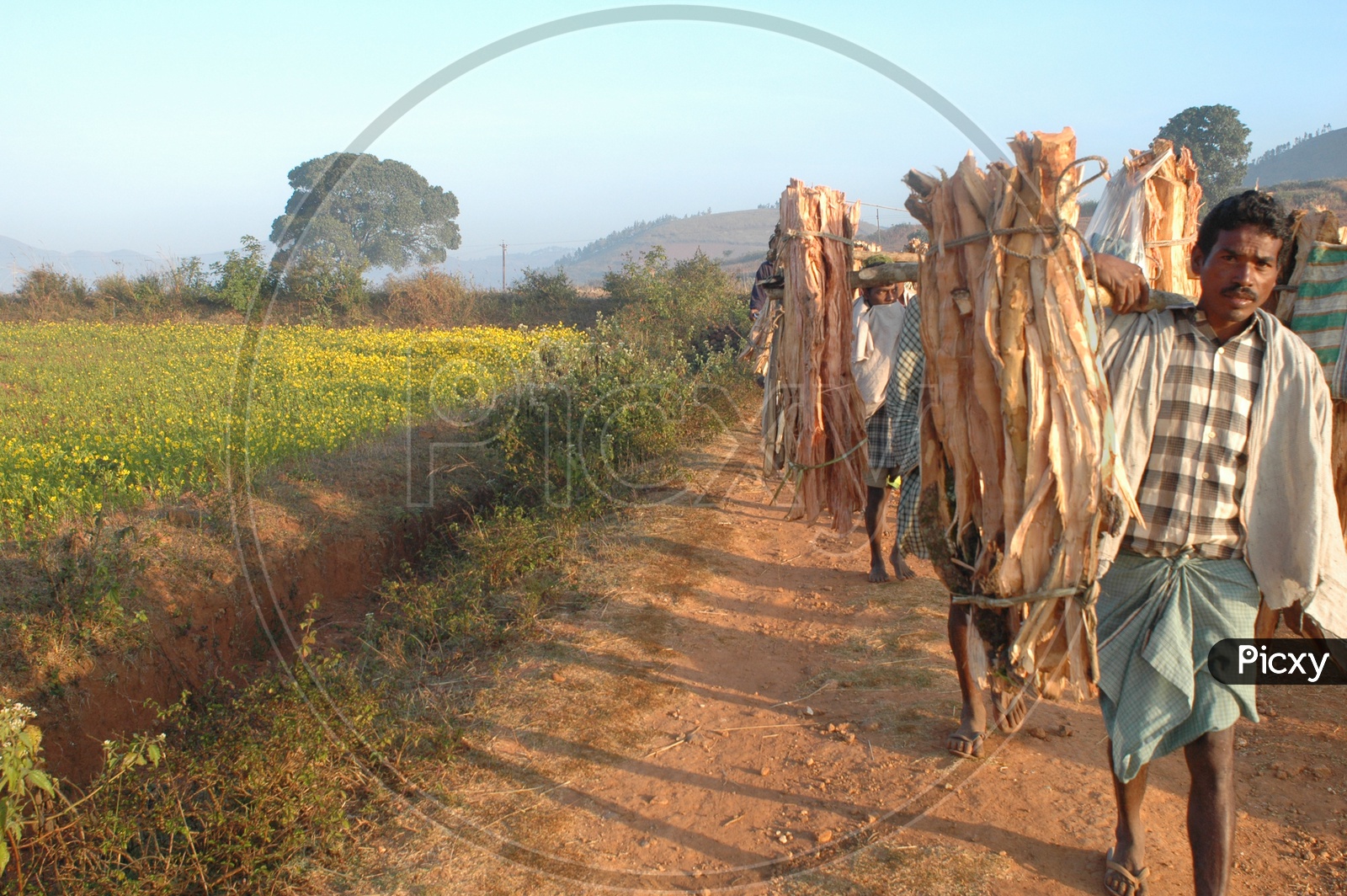 Tribal Man Carrying The Cooking Wood Bundles on Their Shoulder