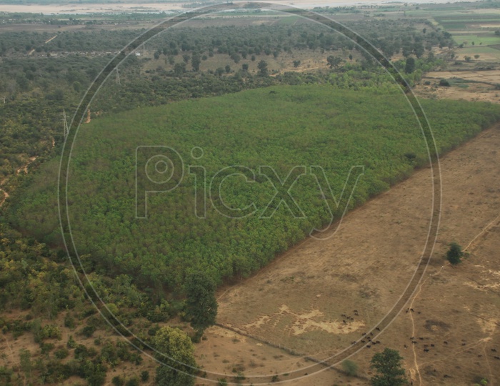 Aerial view of plantations