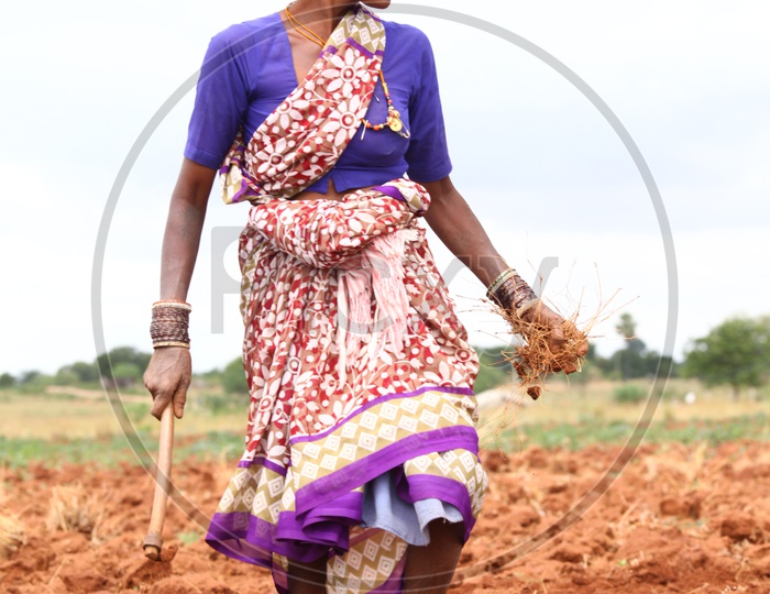 Indian Women Farmer working in Agriculture field
