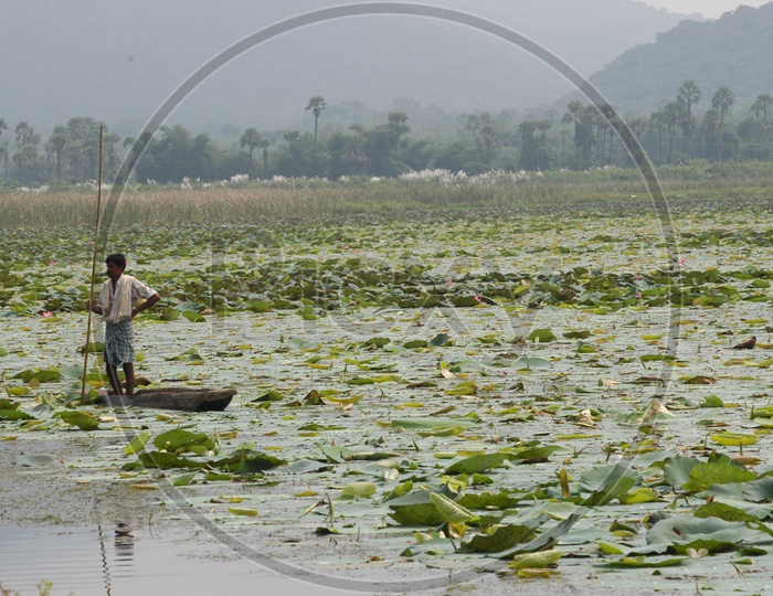 tribal People Collecting Lotus Flowers From a Pond