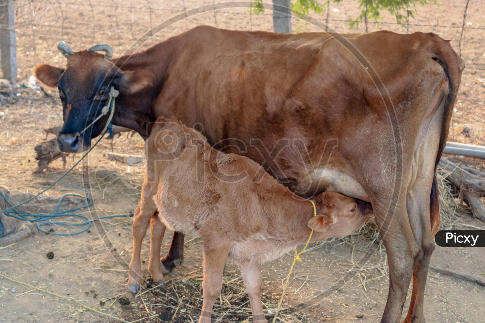A Calf Feeding Milk From Her mother Cow