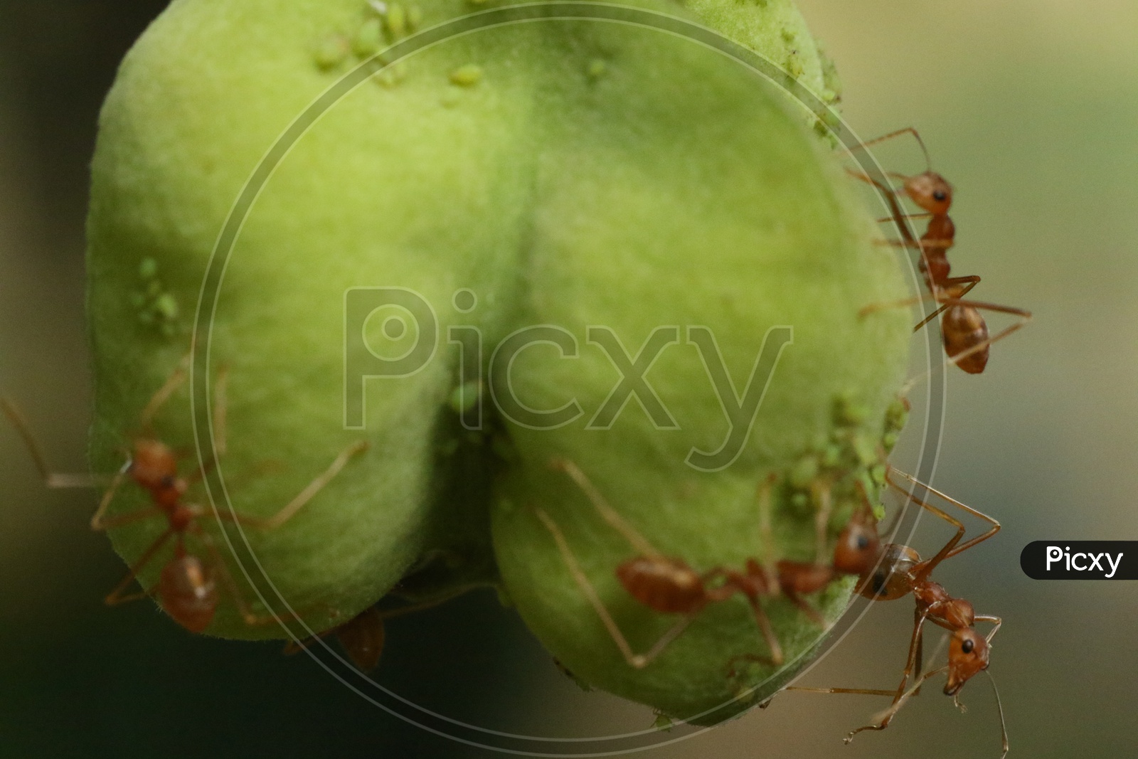 Macro shot of Ants on green leaf