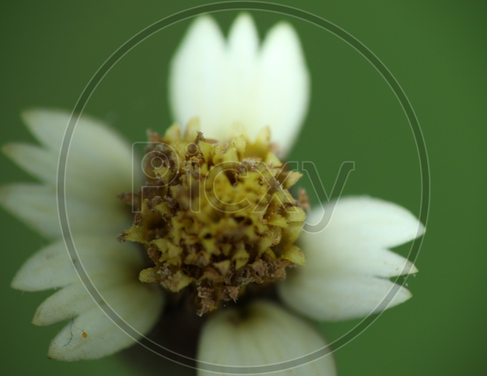 Close up shot of white Flower