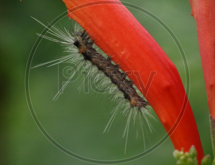Close up of a Caterpillar