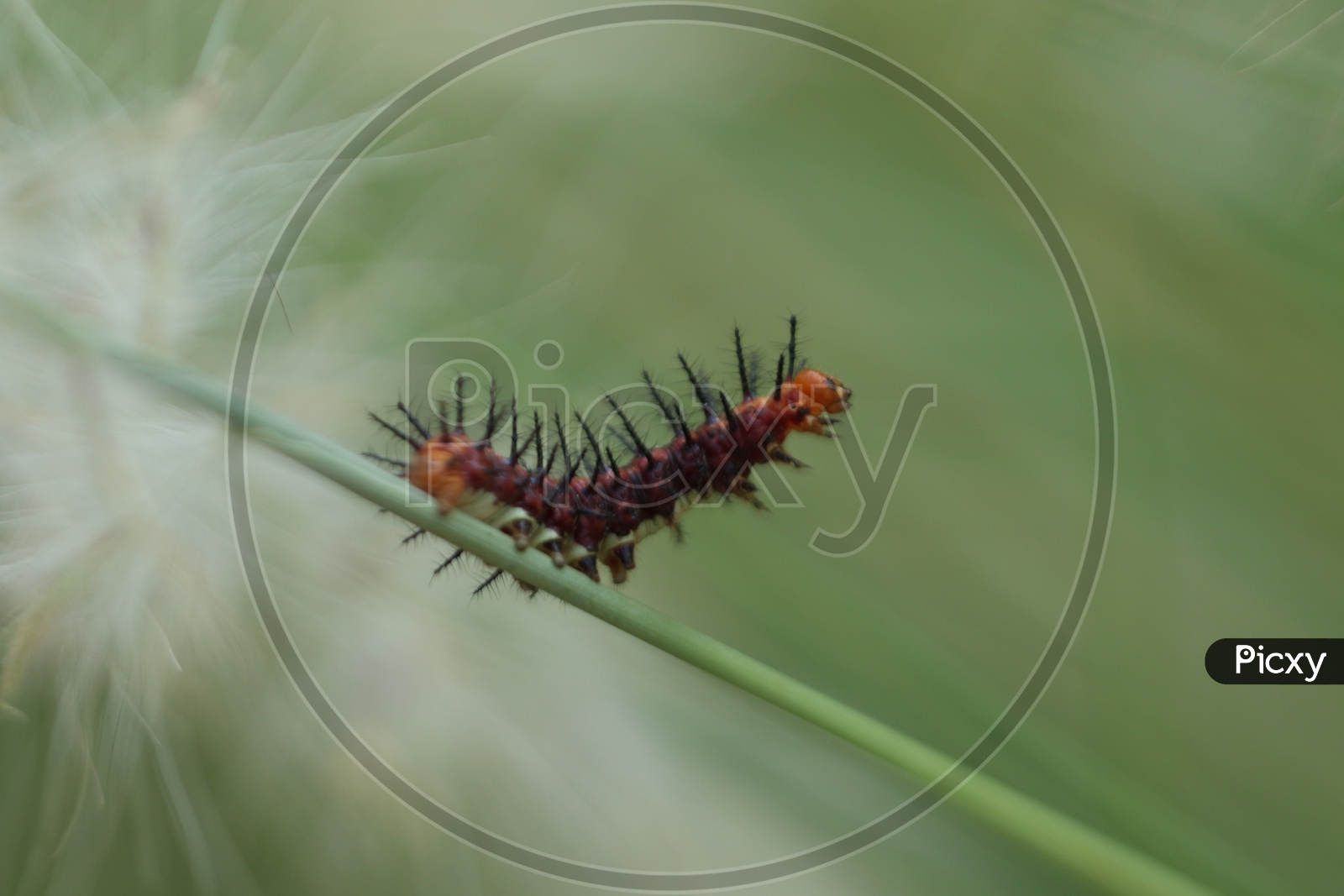 A caterpillar with thorns  with a soft background