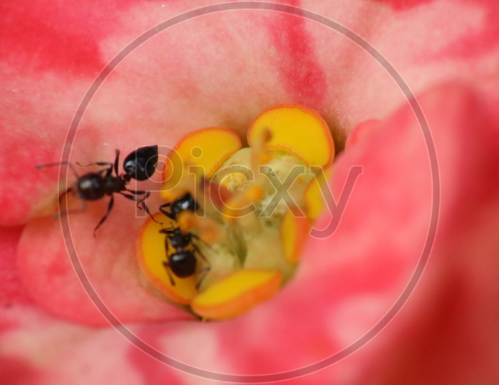 Macro shot of Black Ant on red flower