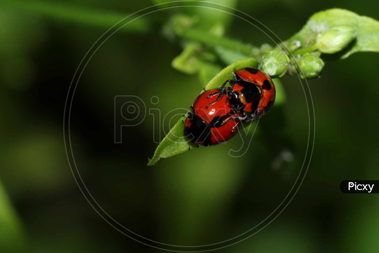 Close-up of ladybug on a leaf