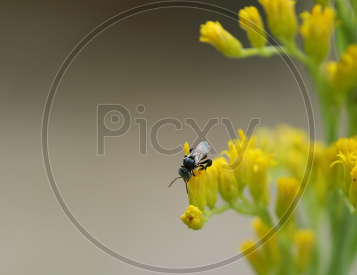 Close up shot of Insect on yellow flower