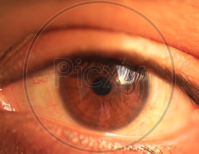close up shot of Human eye
