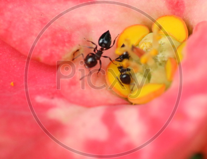 Macro shot of Black Ants on red flower