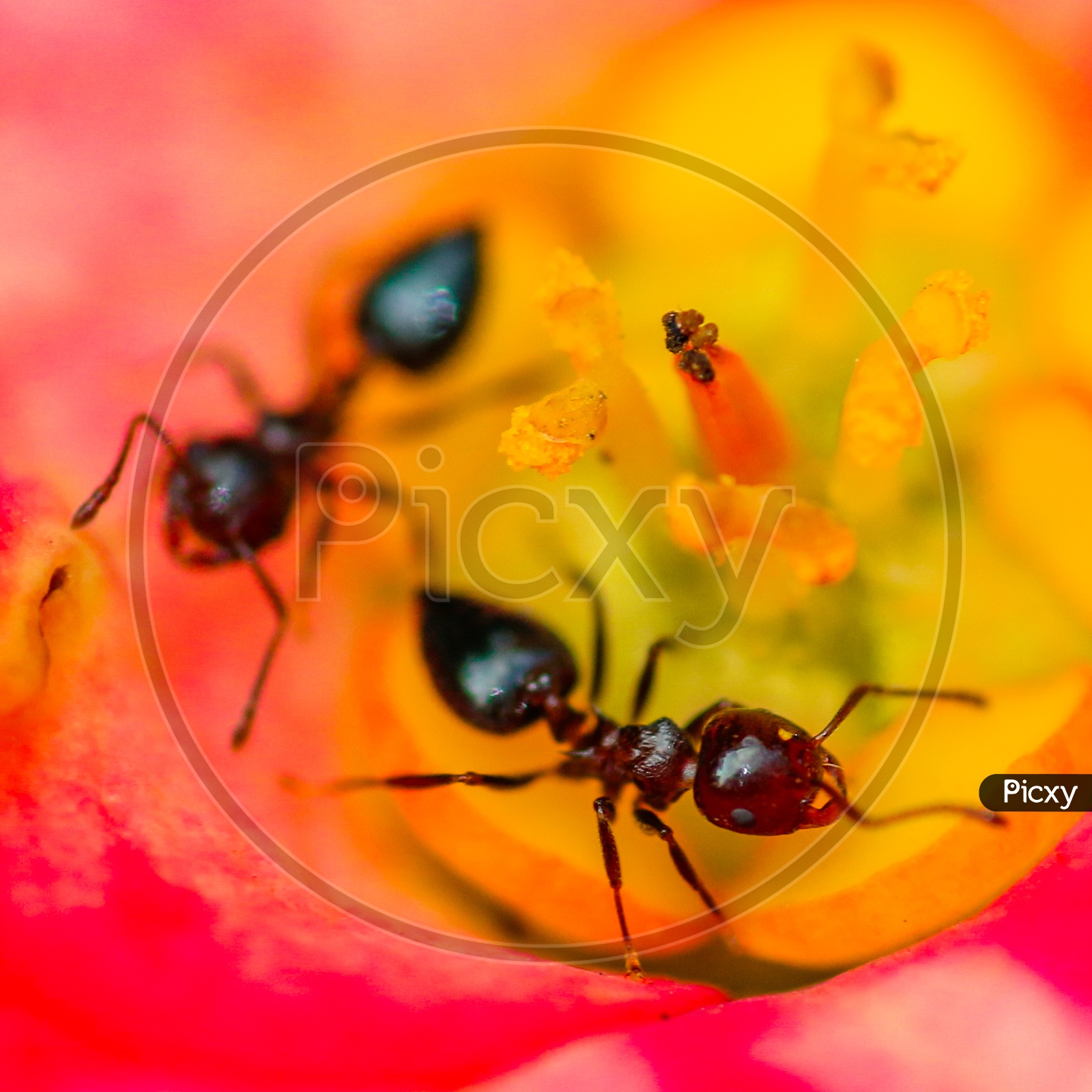 Macro shot of an ants on red flower