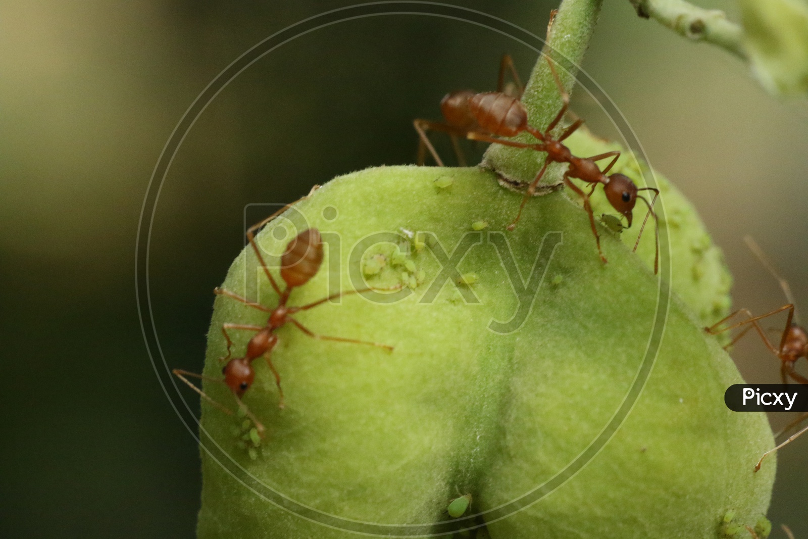 Macro shot of Ants on green leaf