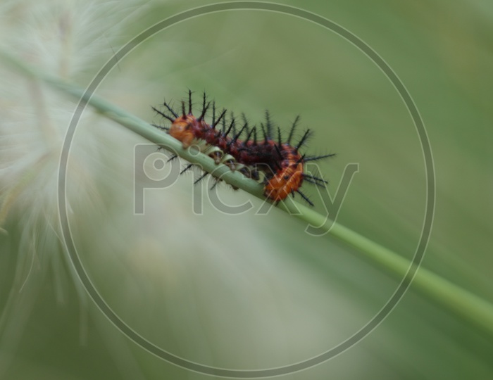 A caterpillar with thorns on green stem